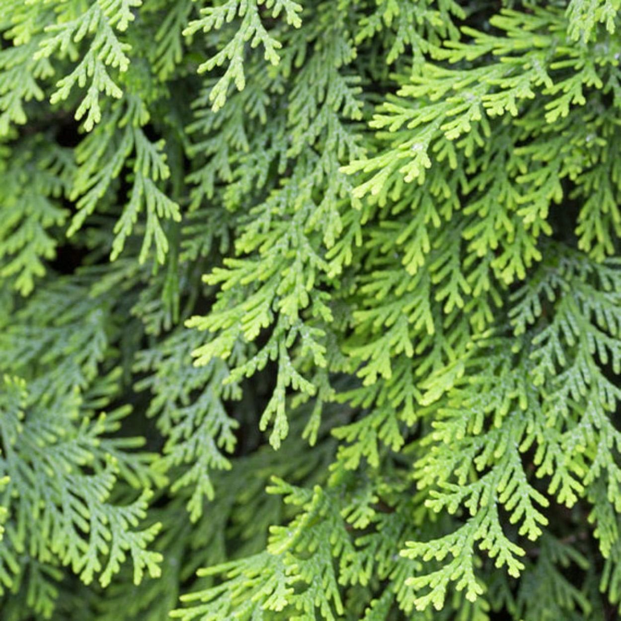 NestNewYorkCedarLeaf_Lavender-LiquidSoap_4