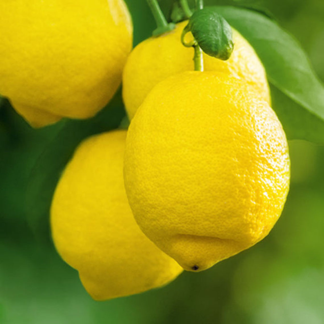 Santorini_Olive_and_Citron_classic_Candle 4