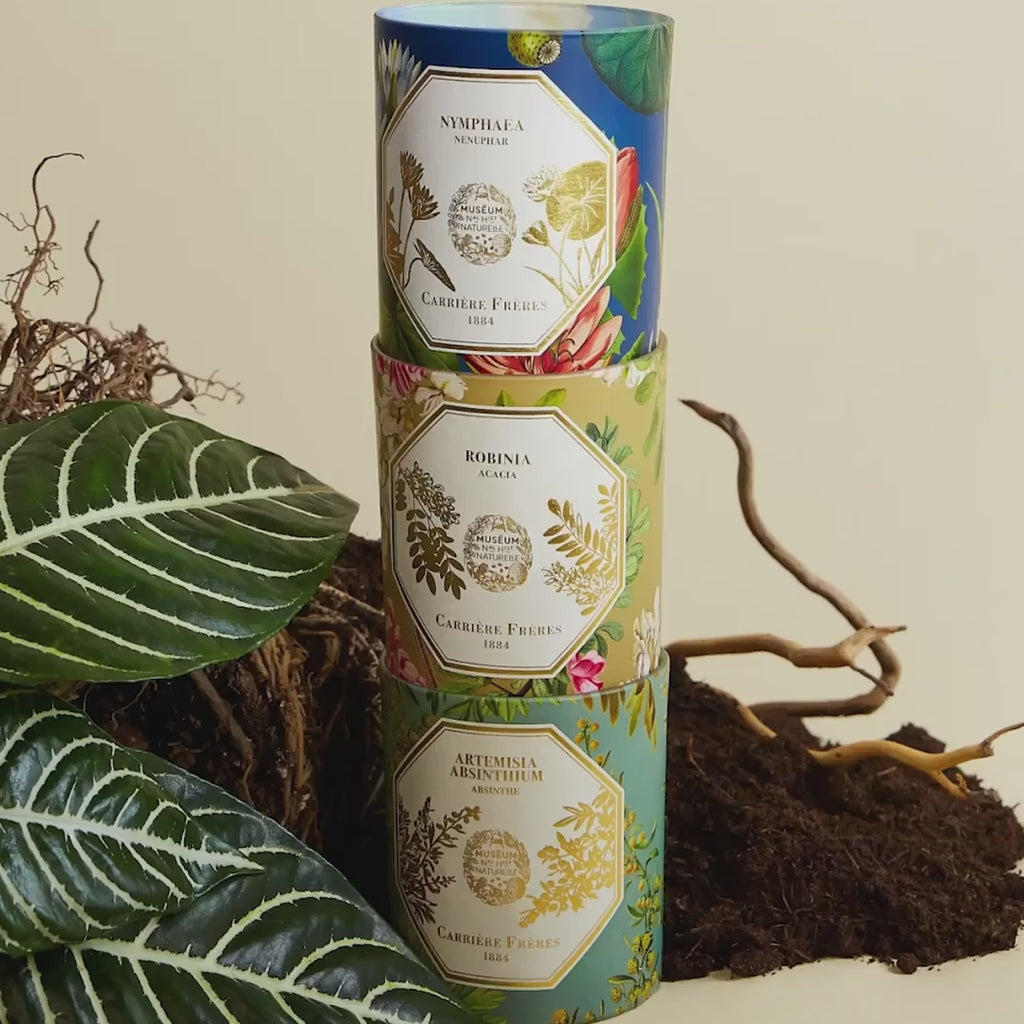 Carriere Freres Refill for Acacia Candle Lifestyle Video